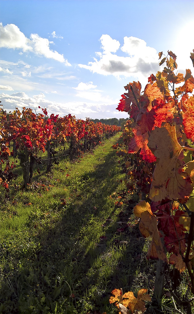 vignoble automnal