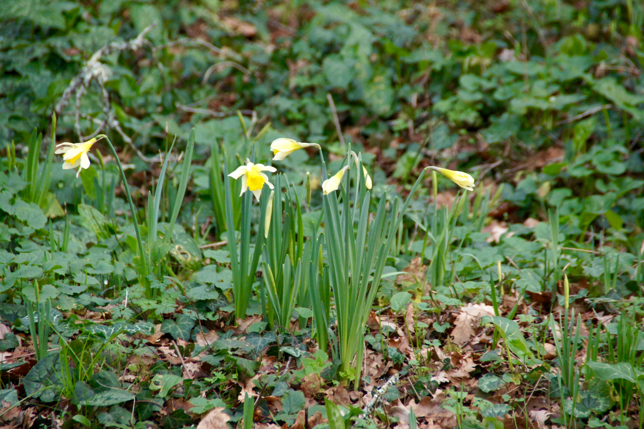 Quelques jonquilles déjà en fleur
