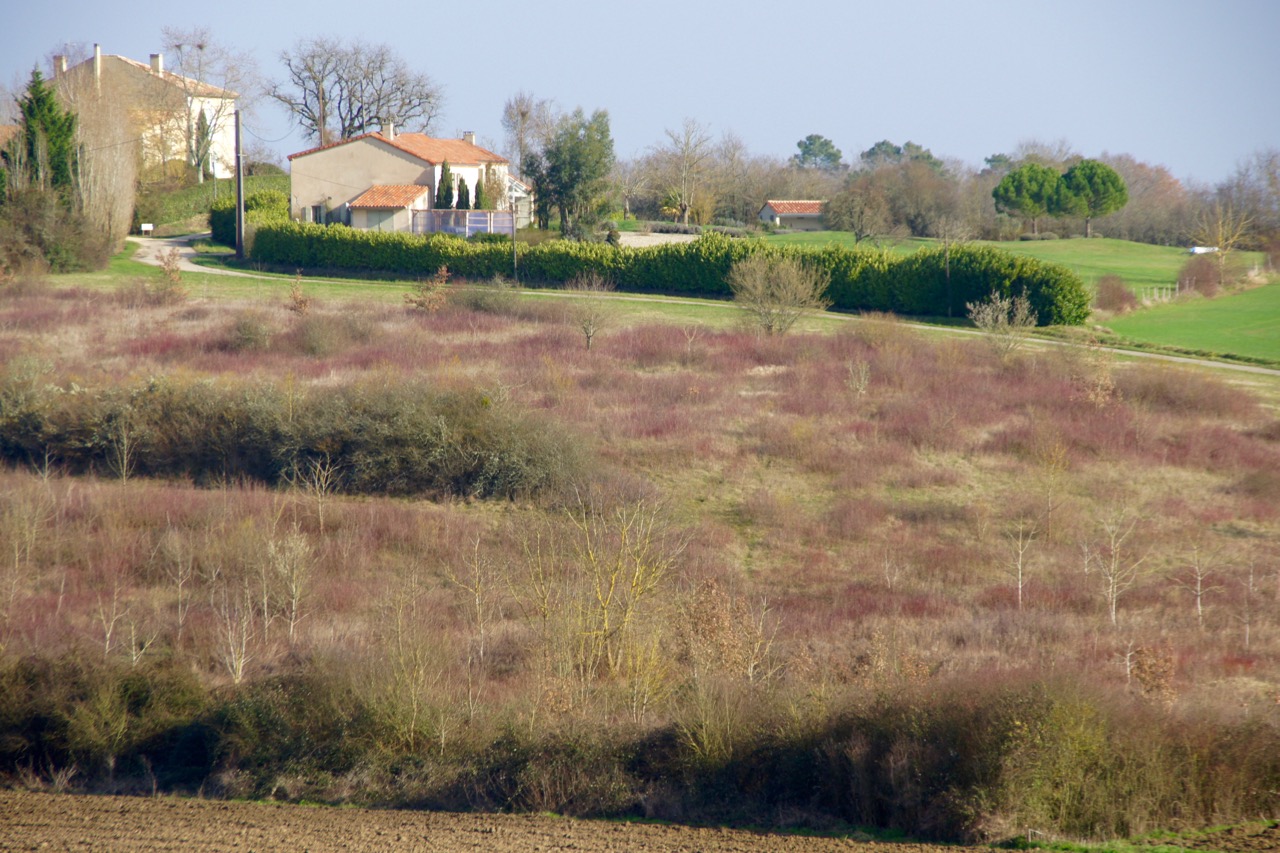 Couleurs d'un champ peu communes