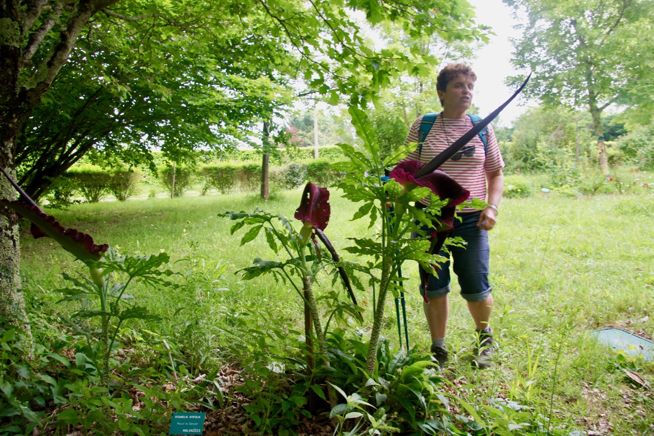 Découverte d'une plante peu commune (Mauve du Danube)