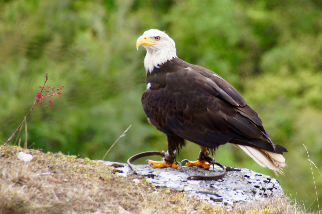 Présence d'un aigle (apprivoisé, lanières aux pattes)