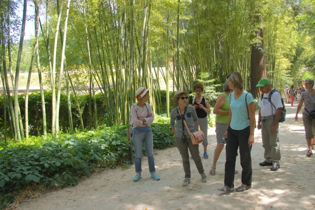 Anduze : visite de la bambouseraie