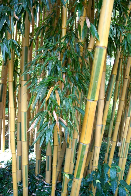 Variété de bambous bicolores