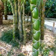 Bambous en carapace de tortue