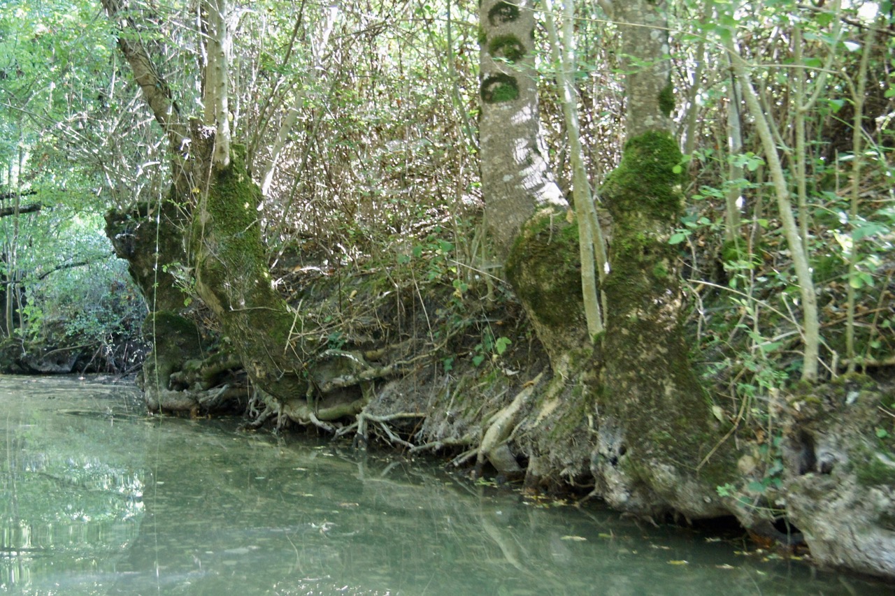 Arbres têtard