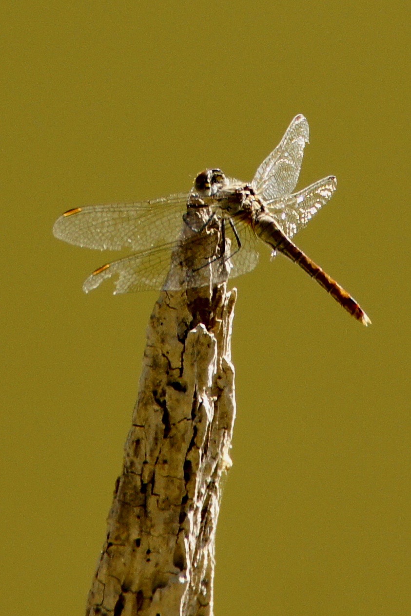 Libellule mangeuse de moustiques