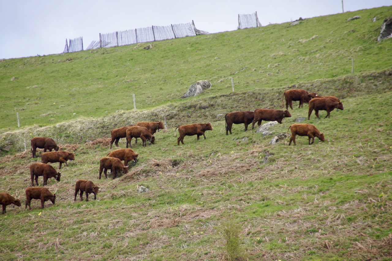 Les célèbres vaches Salers