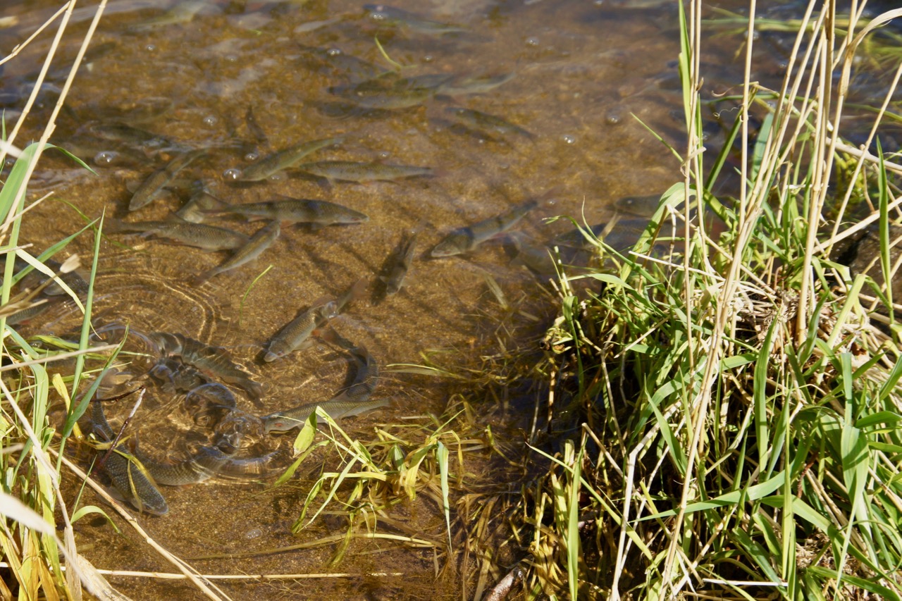 Des centaines de poissons
