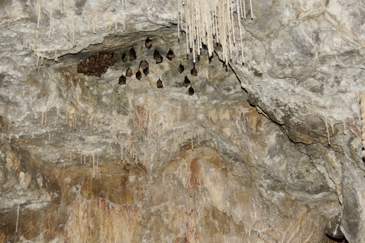 Chauve-souris ayant élues domicile