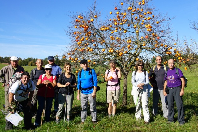 Egalement devant des kakis (c'est le fruit du plaqueminier du Japon)