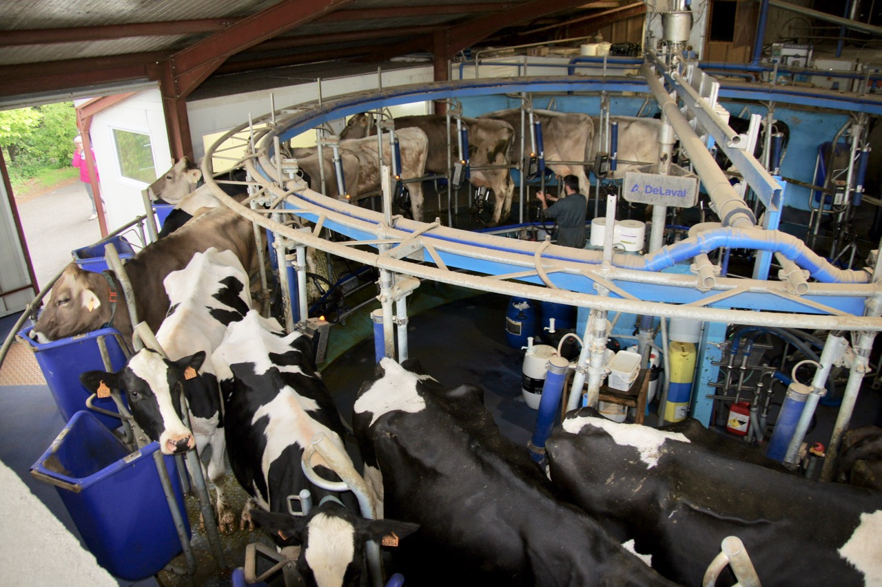 La traite des vaches