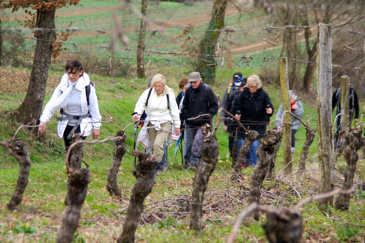 Au milieu des vignes