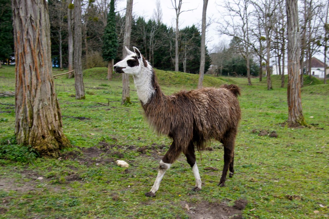 avant d'être accueilli par un lama (pas Serge !)