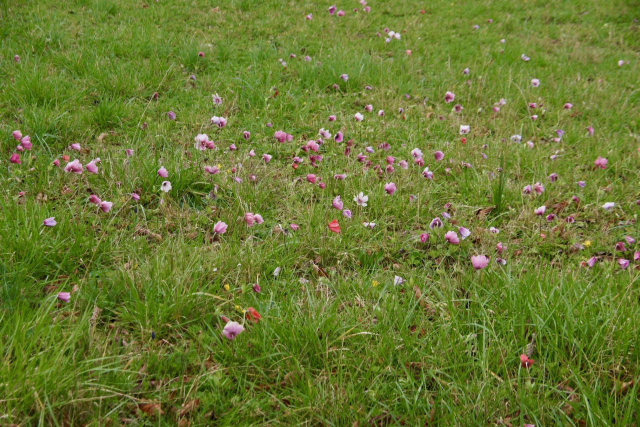 Parterre de fleurs...