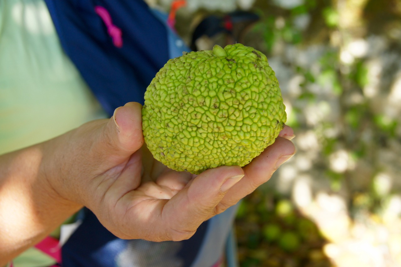 Un fruit (non comestible) d'un Oranger des Osages