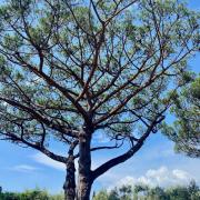 Image00005 16
