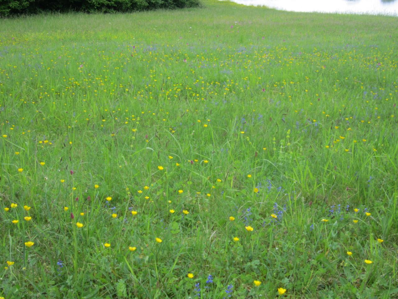 prairies fleuries