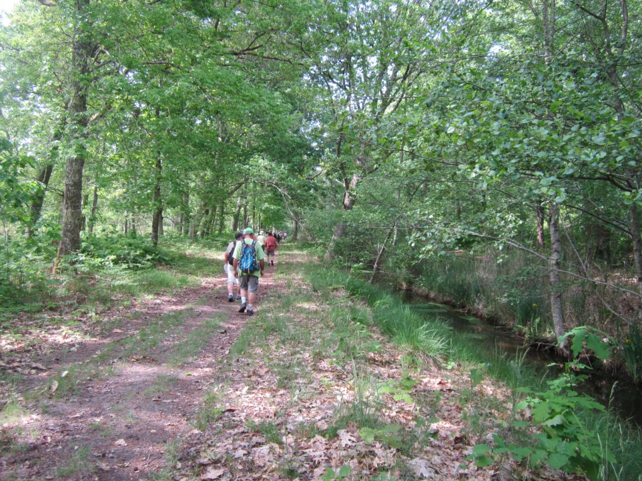 agréable balade dans la forêt fleurie