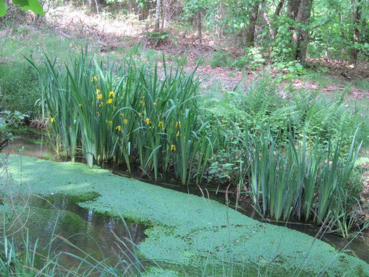 lentilles d'au et iris jaunes