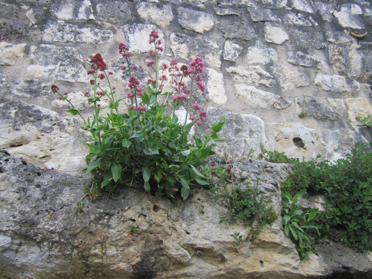 valérianes  et vieilles pierres