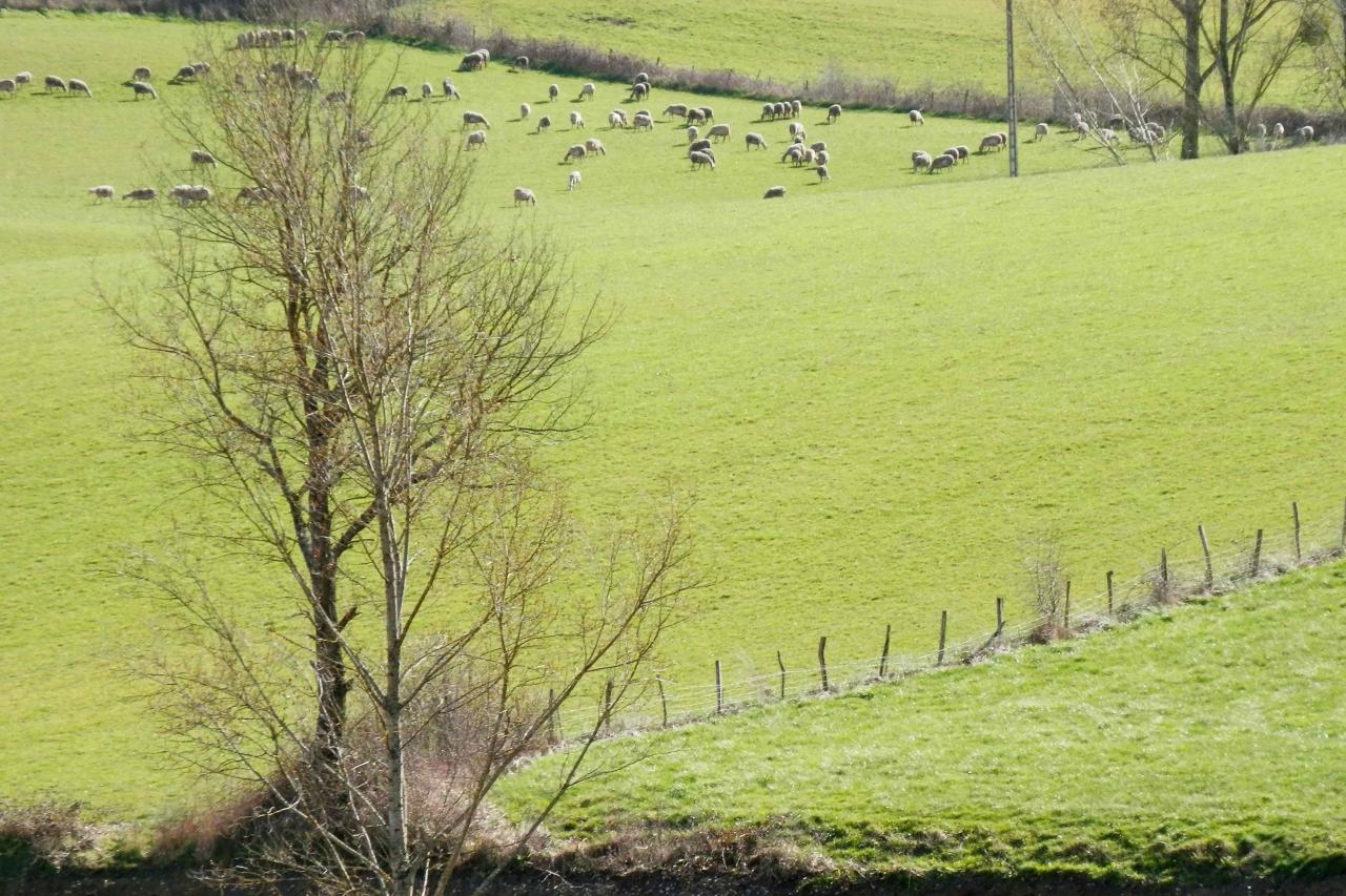 Au loin : un troupeau de moutons