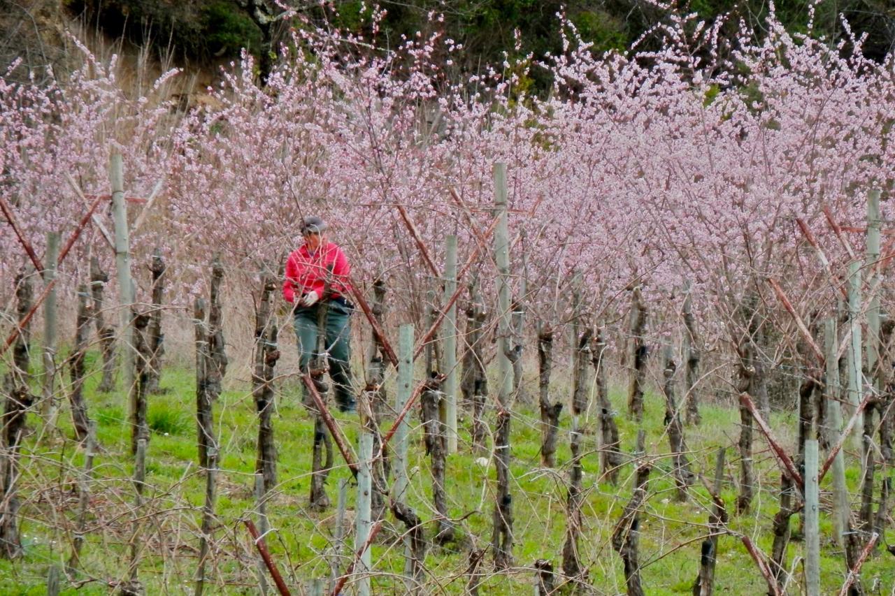 Taille de la vigne sur fond de printemps