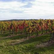 Les vignes en automne