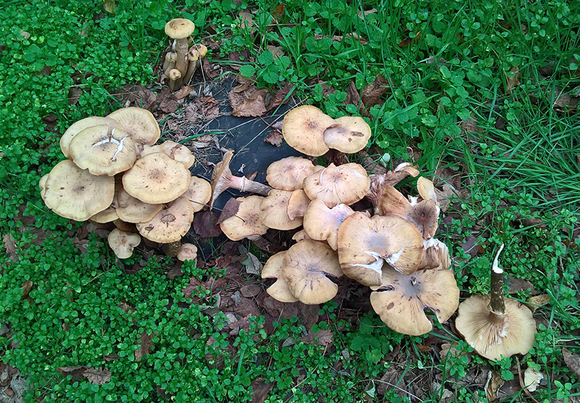 Champignons de souche