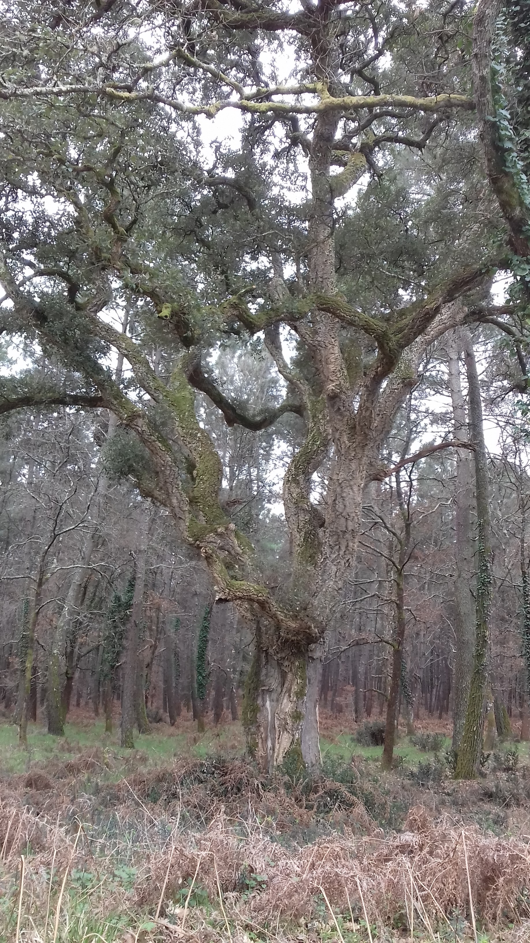 Un arbre remarquable !! forêt de Cauderoue